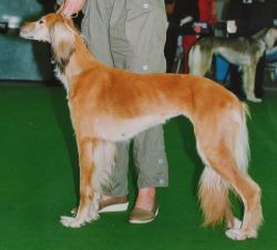 Profile picture of the animal