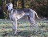 Profile picture of the animal
