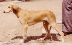Profile picture of the animal