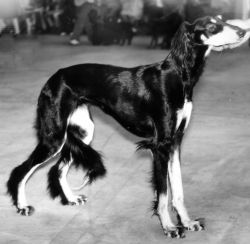 Profile picture of the animal