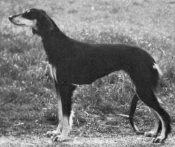Profile picture of the animal