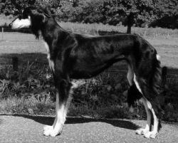 Profile picture of the animal