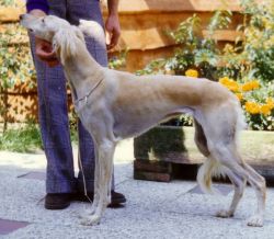 Profile picture of the animal