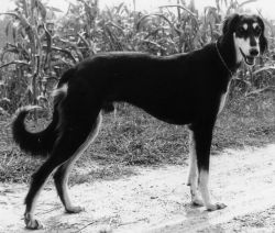 Profile picture of the animal