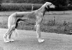 Profile picture of the animal