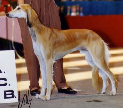 Profile picture of the animal