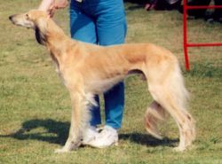 Profile picture of the animal
