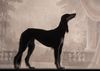 Profile picture of the animal