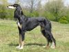 Profile picture of the animal