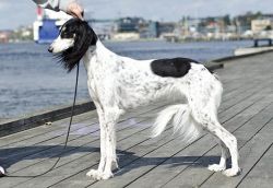 Profile picture of the animal