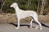 Profile picture of the animal