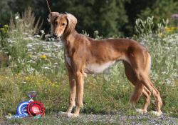 Profile picture of the animal