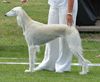 Profile picture of the animal