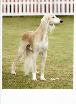 Profile picture of the animal
