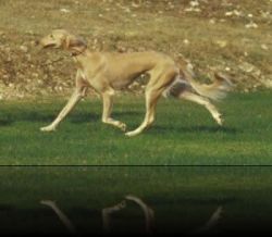 Profile picture of the animal