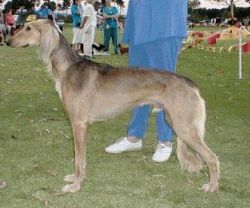 Profile picture of the animal