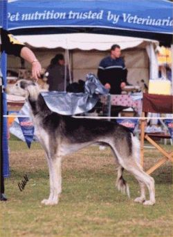 Profile picture of the animal