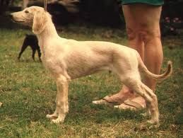 Profile picture of the animal