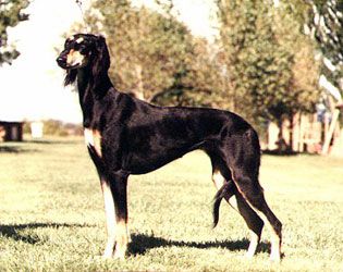 Profile picture of the animal