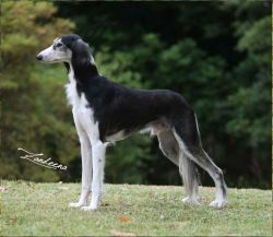Profile picture of the animal