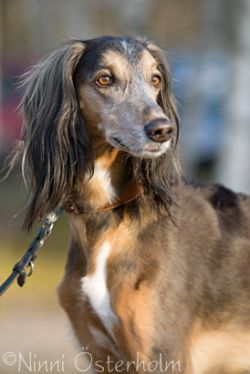 Profile picture of the animal