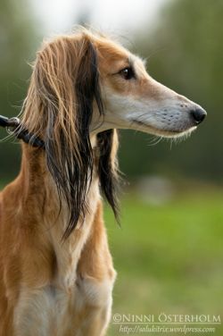 Profile picture of the animal