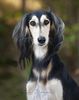 Profile picture of the animal