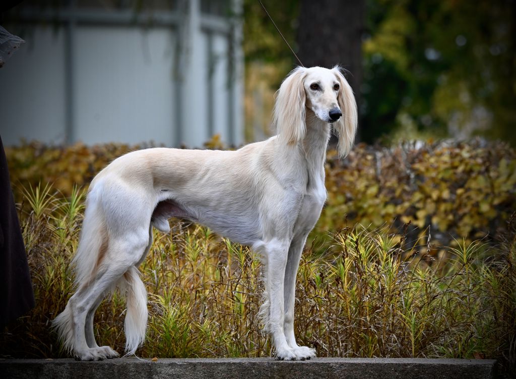 Saluki Rhodesian Ridgeback Saluki - The Breed Archive