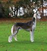 Profile picture of the animal