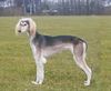 Profile picture of the animal