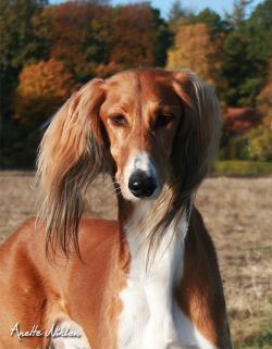 Profile picture of the animal