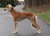 Profile picture of the animal