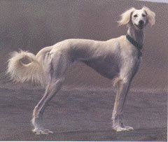 Profile picture of the animal