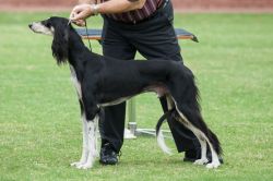 Profile picture of the animal