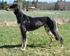 Profile picture of the animal