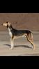 Profile picture of the animal