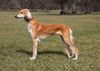 Profile picture of the animal