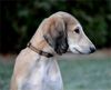 Profile picture of the animal