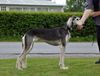 Profile picture of the animal