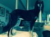 Profile picture of the animal