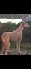 Profile picture of the animal
