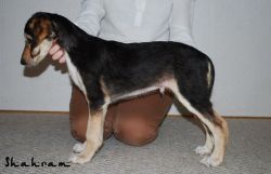 Profile picture of the animal