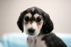 Profile picture of the animal