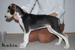Profile picture of the animal