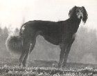 Profile picture of the animal