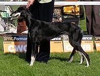 Profile picture of the animal