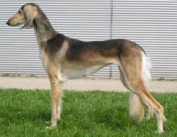 Profile picture of the animal