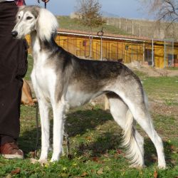 Profile picture of the animal