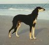 Profile picture of the animal