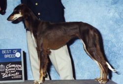 Profile picture of the animal